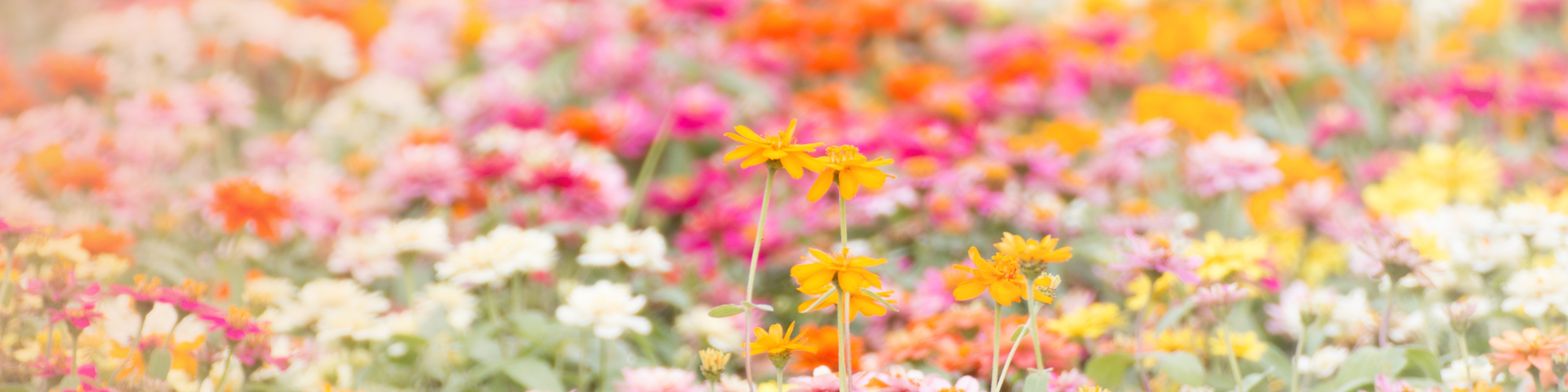 spring flowers for spring seasonal candle collection