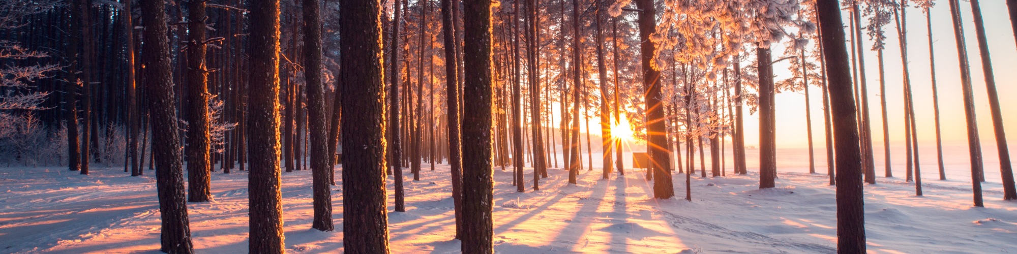 winter woods for winter seasonal candle collection