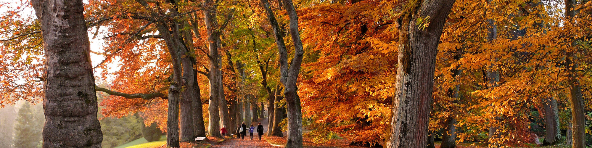 fall leaves for fall seasonal candle collection